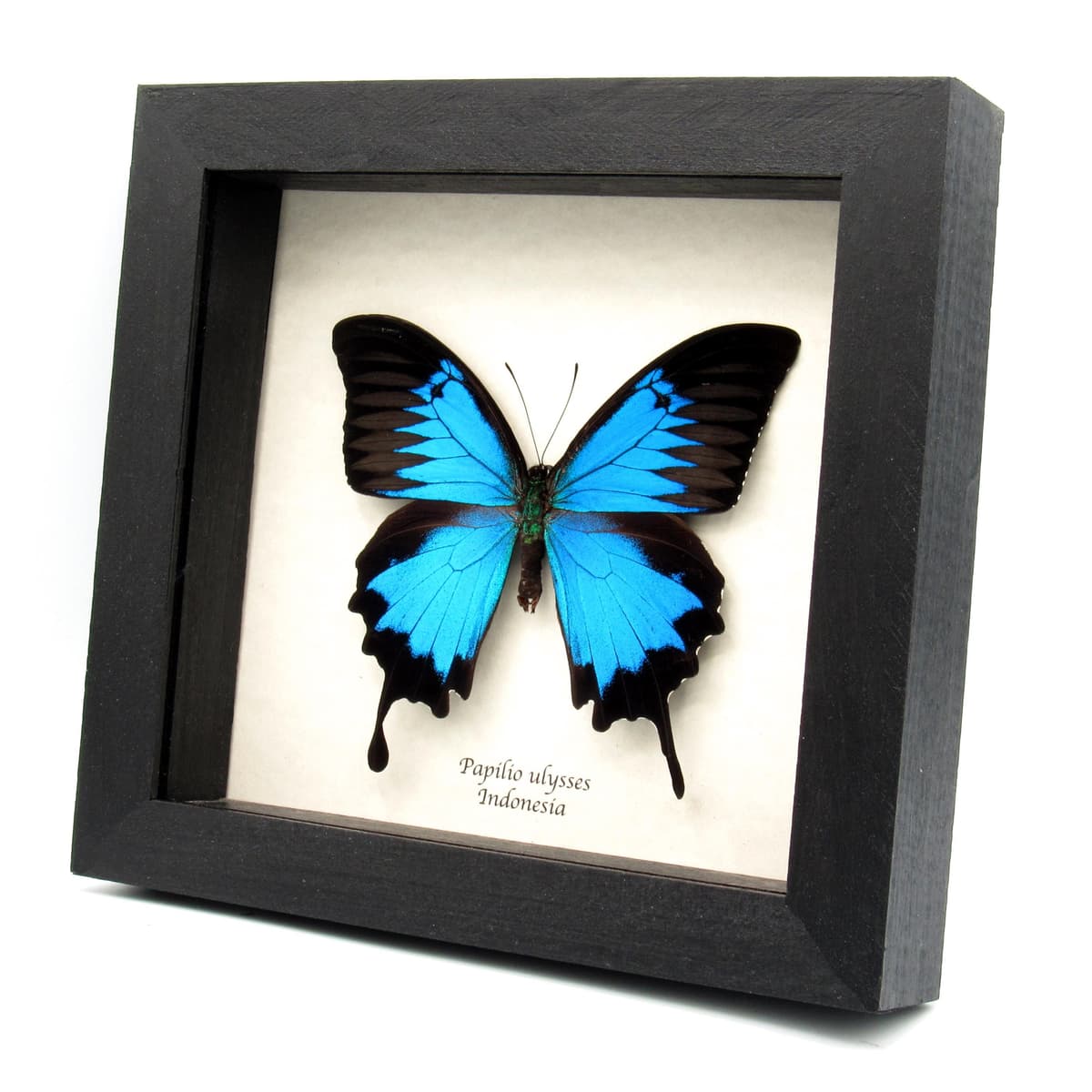 Real XL iridescent Blue Ulysses butterfly framed taxidermy - Papilio ulysses