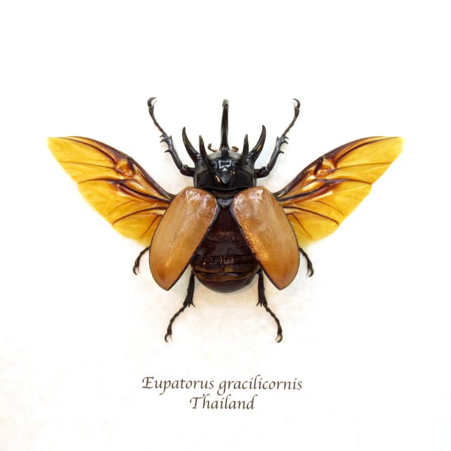 Real XL Rhinoceros beetle framed taxidermy - Eupatorus gracilicornis