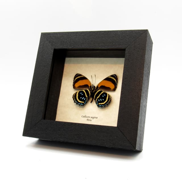 Real framed Aegina Numberwing taxidermy butterfly - Callicore aegina