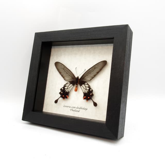 Real red Clubtail butterfly framed taxidermy - Losaria coon doubledayi