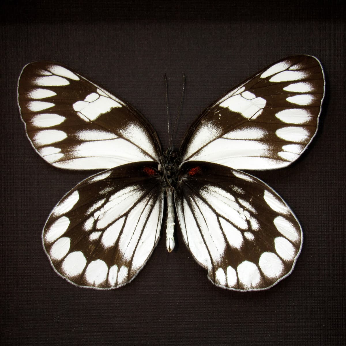 Real black and white Delias butterfly framed taxidermy - Delias diaphana