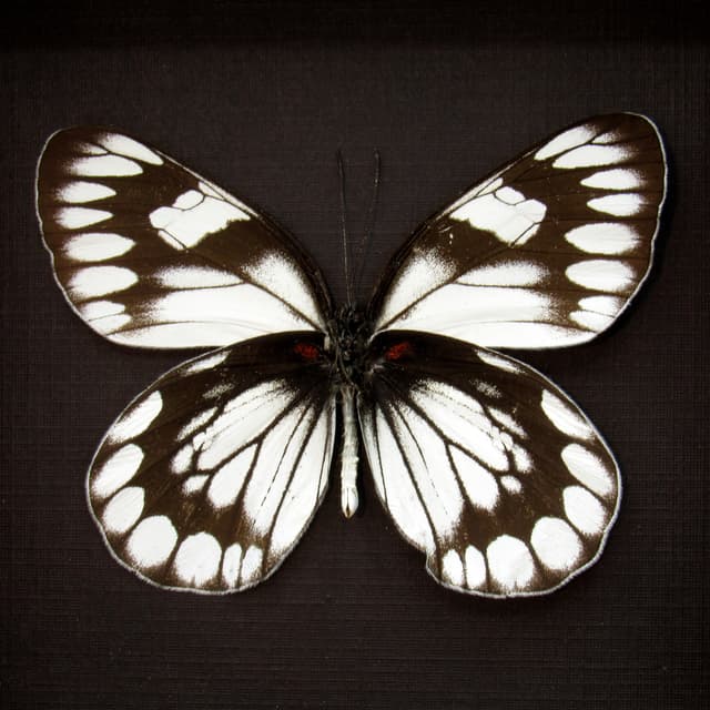 Real black and white Delias butterfly framed taxidermy - Delias diaphana