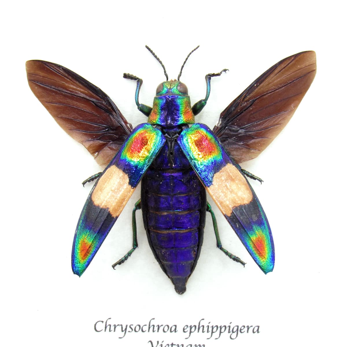 Real metallic rainbow beetle framed taxidermy - Chrysochroa ephippigera