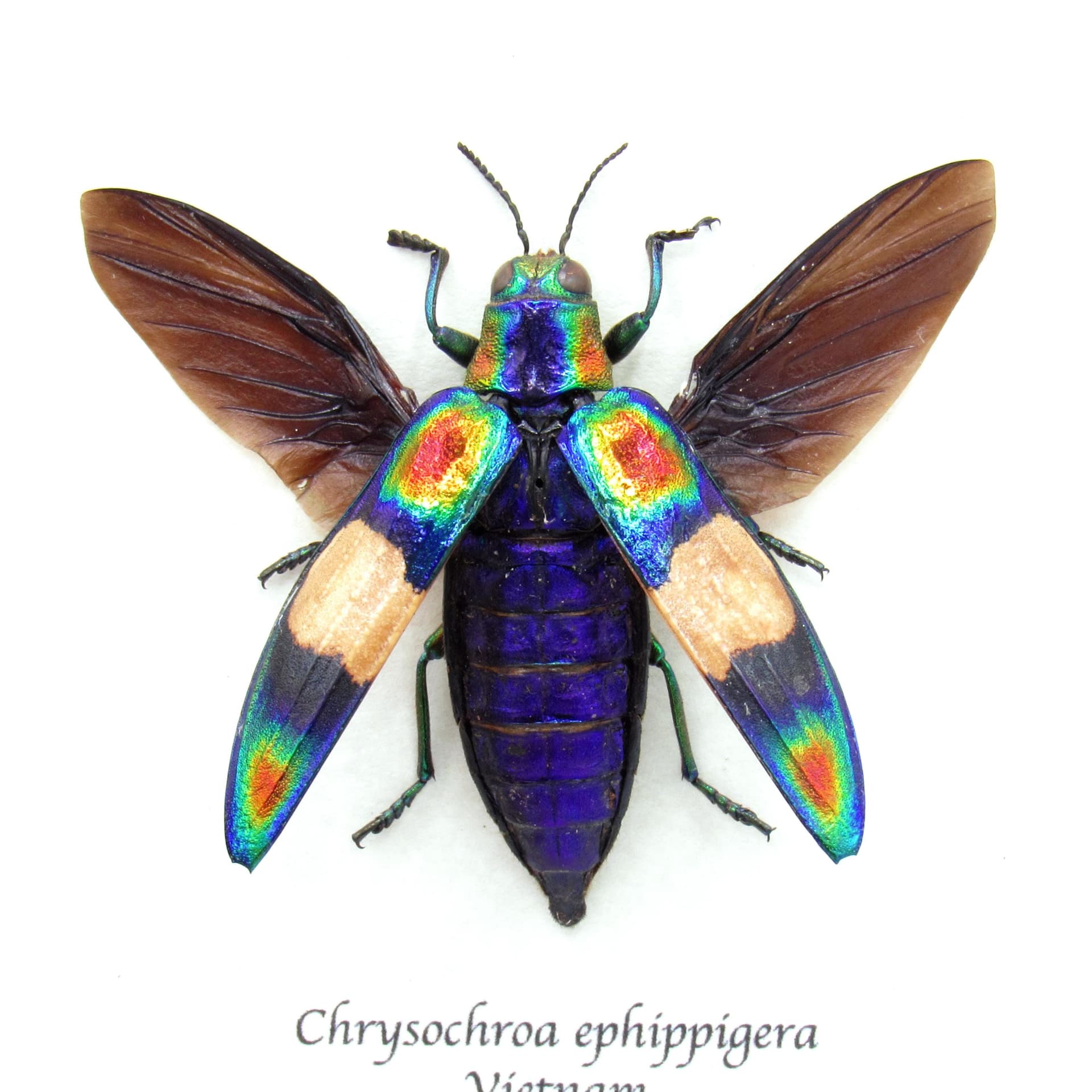 Real metallic rainbow beetle framed taxidermy - Chrysochroa ephippigera