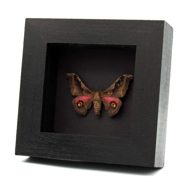 Real pink Saturn moth framed taxidermy - Ludia orinoptena