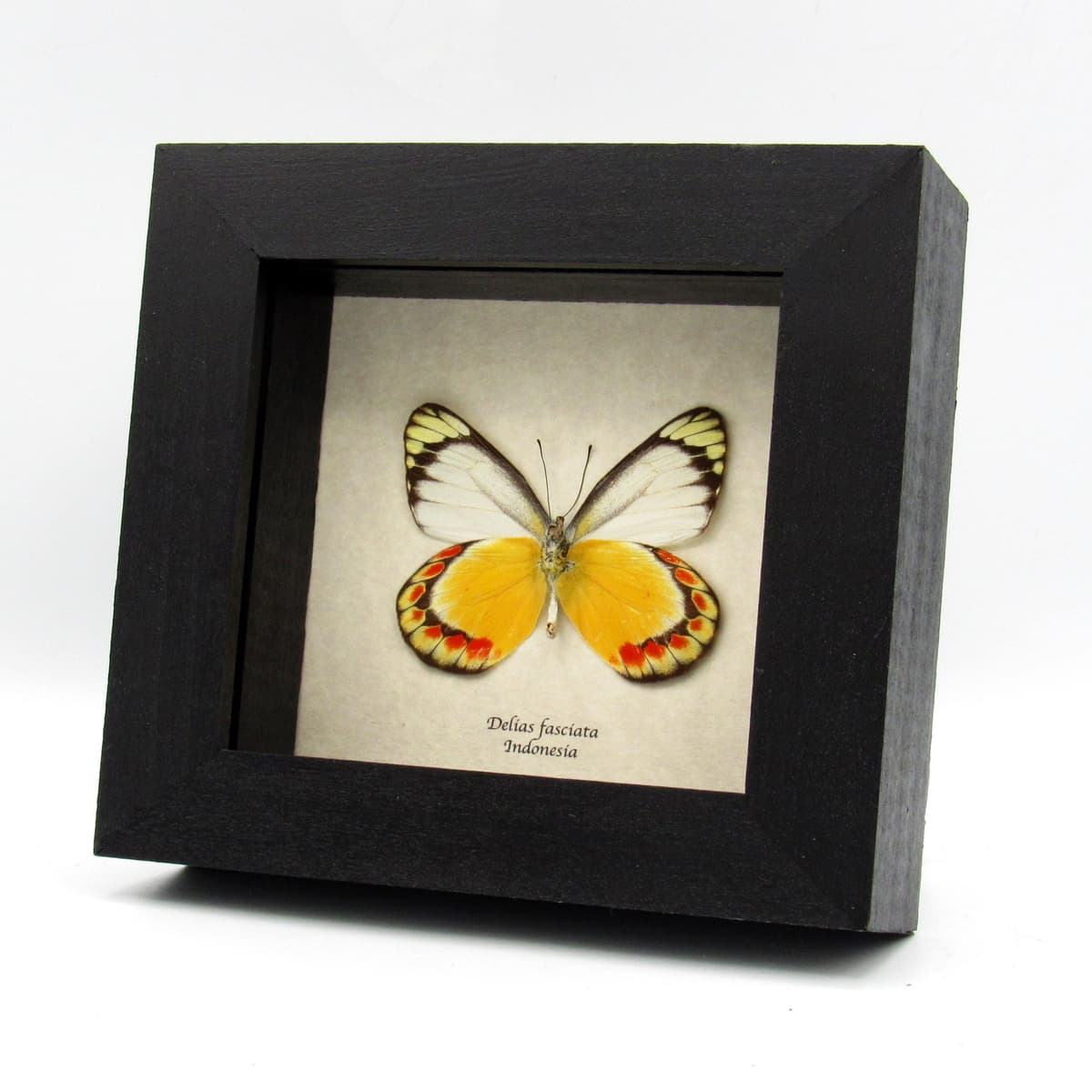 Real yellow Delias butterfly framed taxidermy - Delias fasciata
