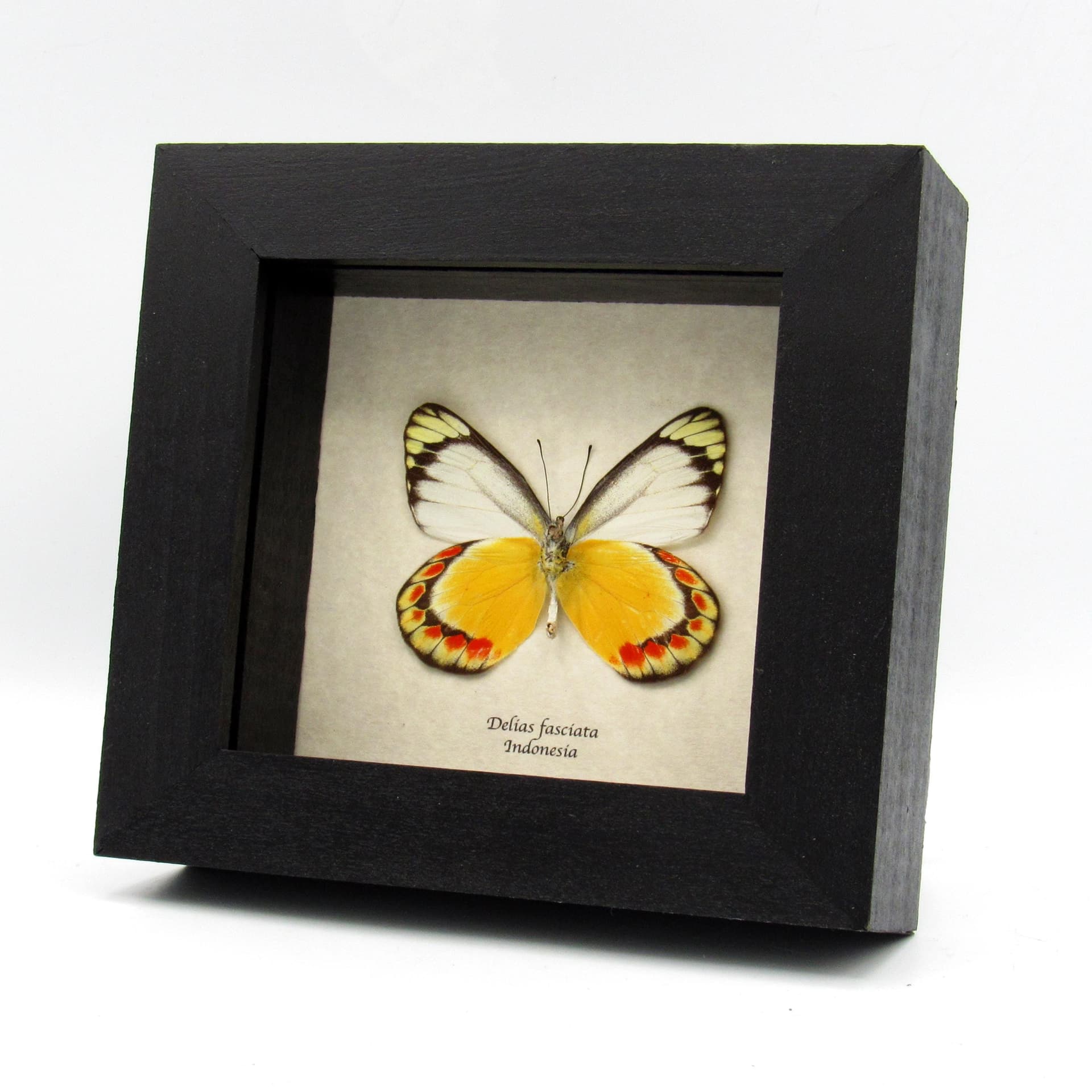 Real yellow Delias butterfly framed taxidermy - Delias fasciata