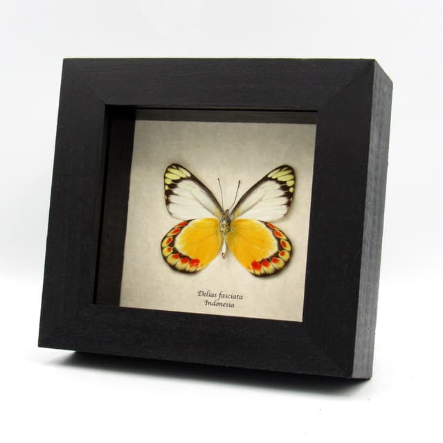 Real yellow Delias butterfly framed taxidermy - Delias fasciata