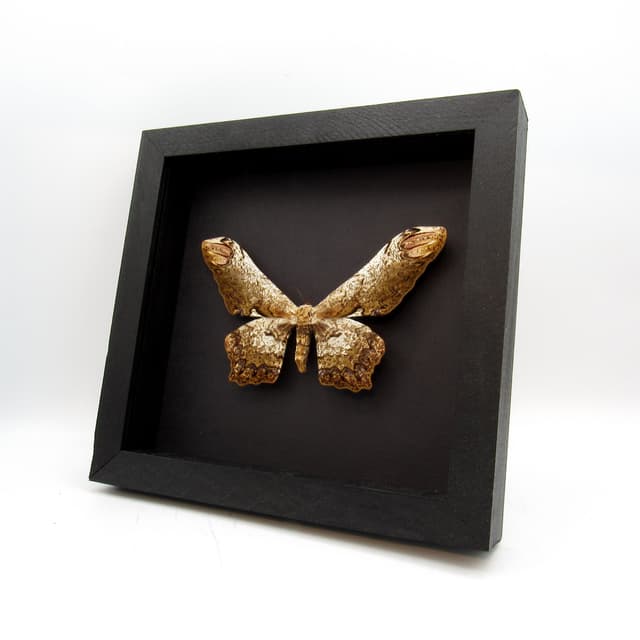 Rare Giant Saturn moth framed taxidermy - Loxolomia serpentina - female
