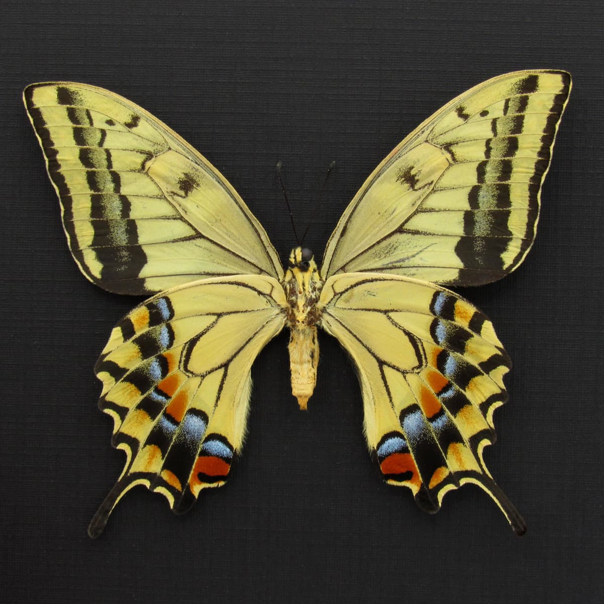 Rare XL Old World Swallowtail butterfly framed - Papilio machaon hippocrates - summer form female