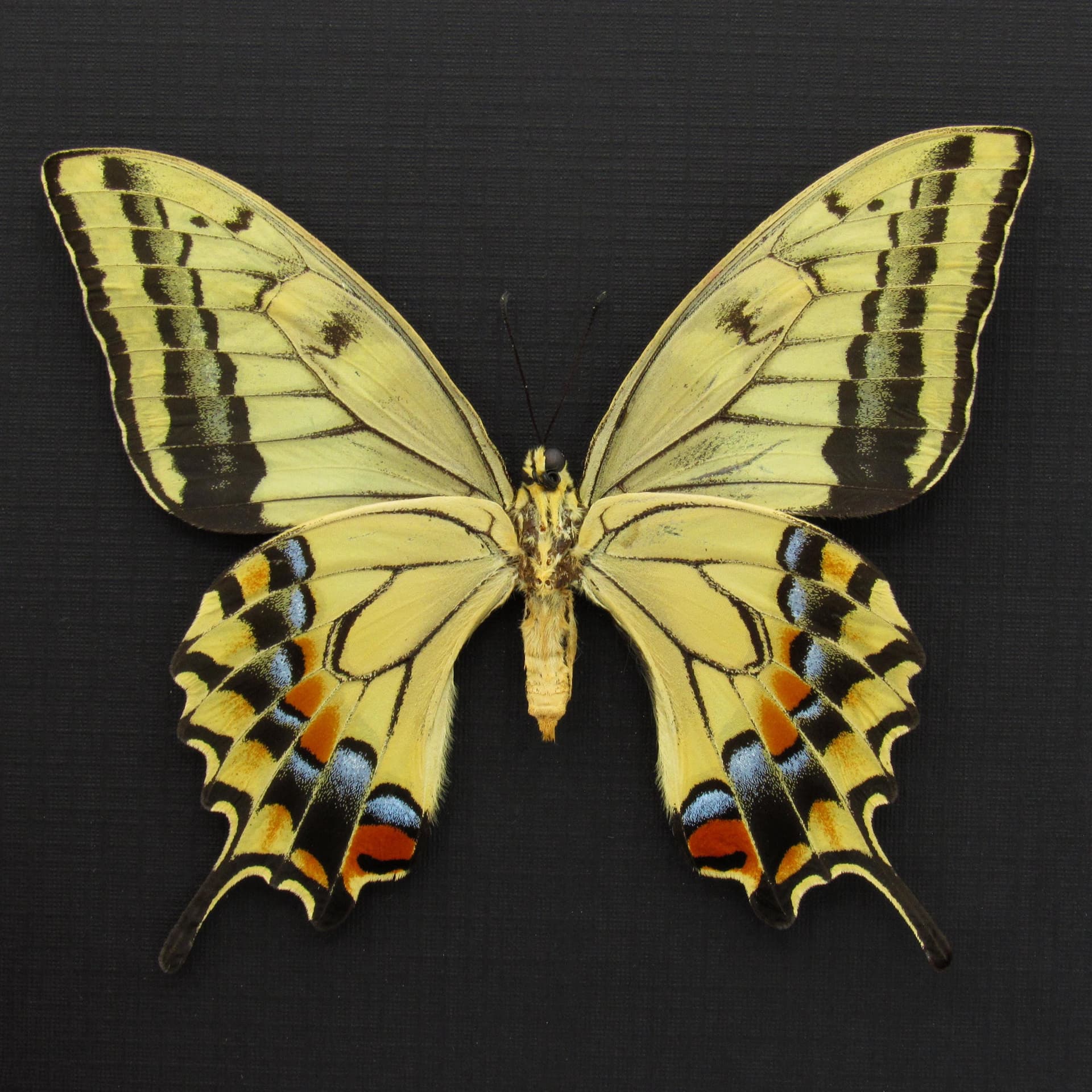 Rare XL Old World Swallowtail butterfly framed - Papilio machaon hippocrates - summer form female