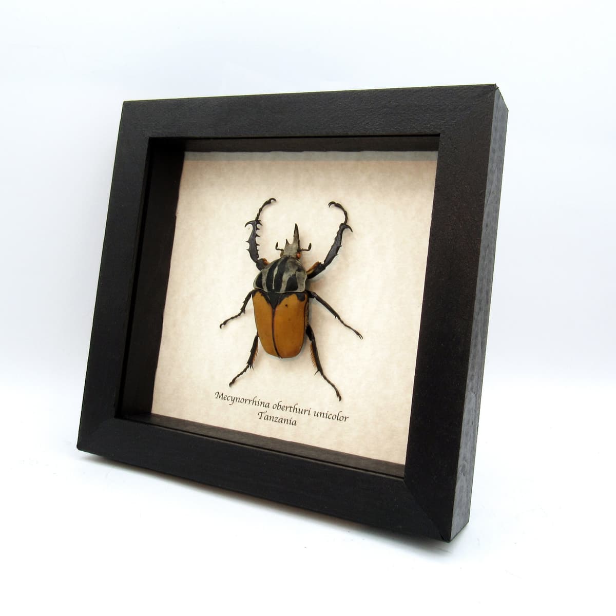 Real large flower beetle framed taxidermy - Mecynorrhina oberthuri unicolor
