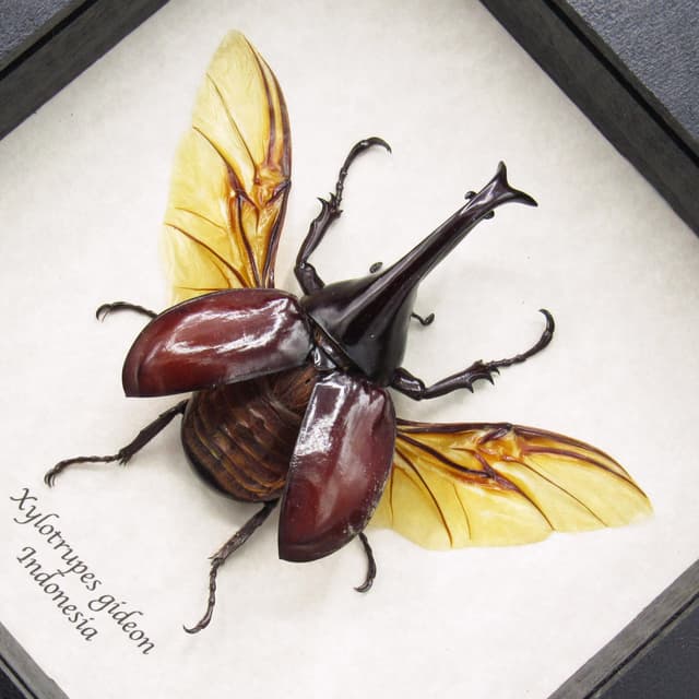 Real Rhinoceros beetle framed taxidermy - Xylotrupes gideon