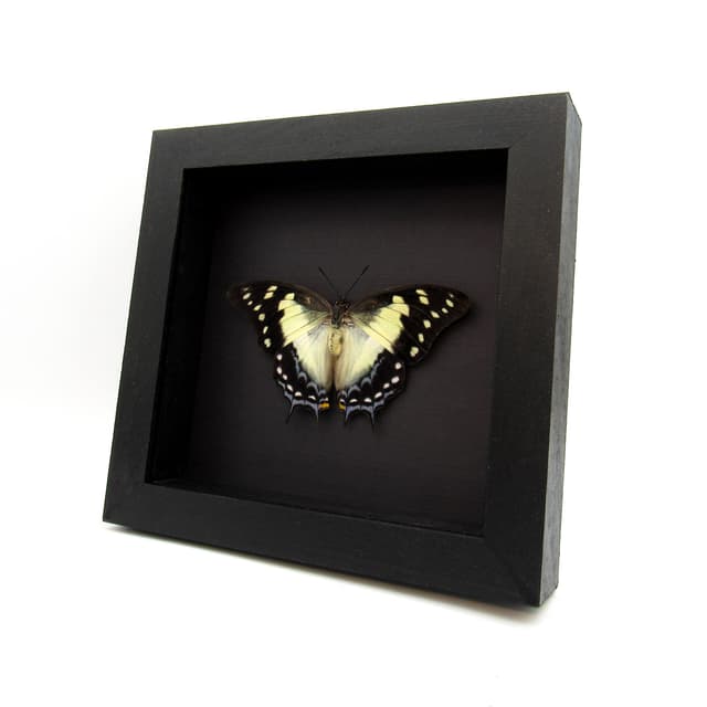 Real blue Nawab butterfly framed taxidermy - Polyura pyrrhus - large female - Victorian mount