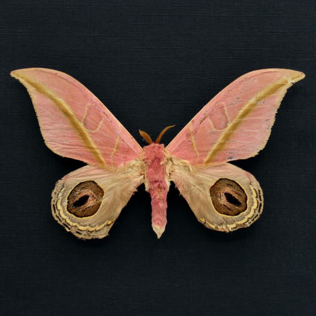 Very rare real pink Saturn moth framed taxidermy - Leucanella flammans - damaged/repaired