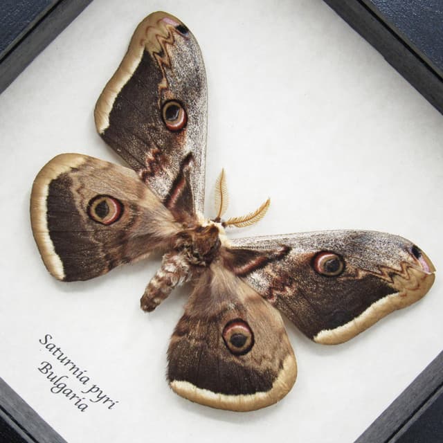 Real large Peacock moth framed taxidermy - Saturnia pyri