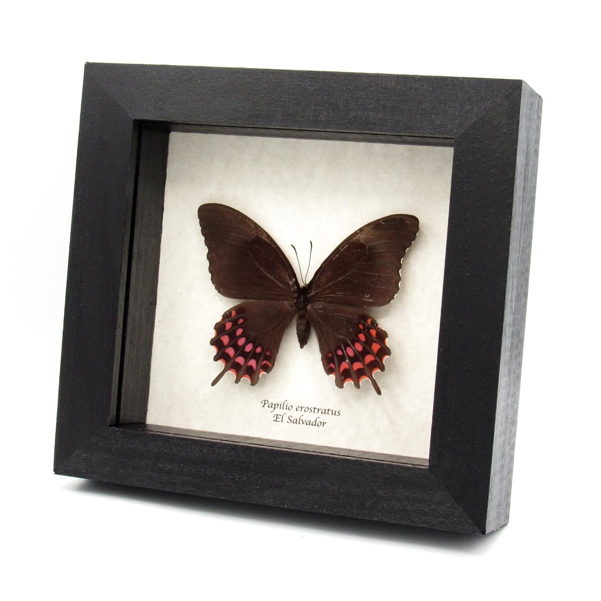 Real pink Cattleheart butterfly framed taxidermy - Papilio erostratus - female