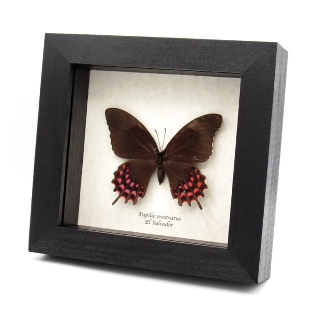 Real pink Cattleheart butterfly framed taxidermy - Papilio erostratus - female