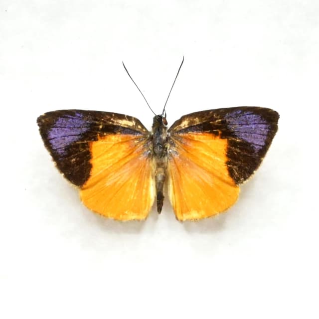 Very tiny real purple Metalmark butterfly framed taxidermy - Theope eudocia - Victorian mount