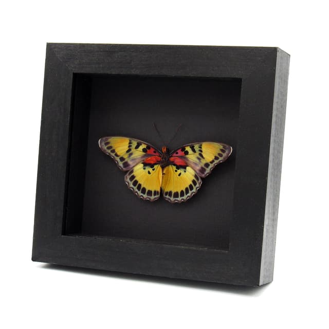 Rare Forester butterfly framed specimen - Euphaedra aureola - Victorian mount