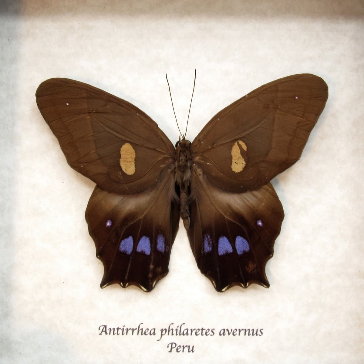 Rare Brown Morpho butterfly framed taxidermy - Antirrhea philaretes avernus