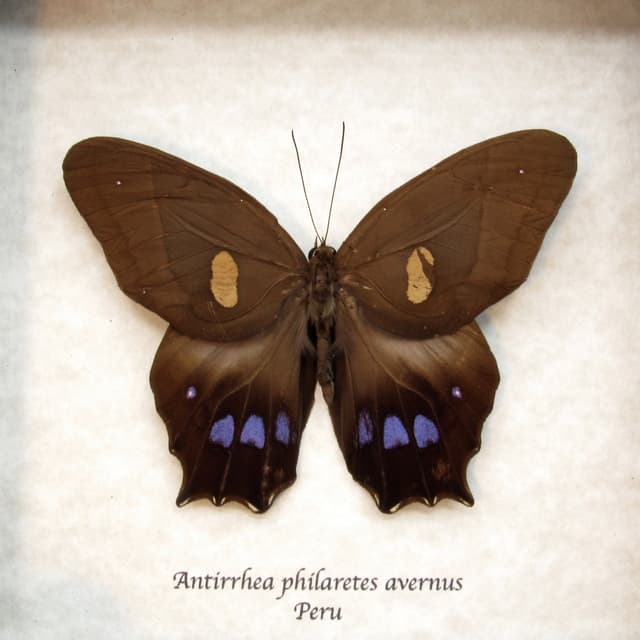 Rare Brown Morpho butterfly framed taxidermy - Antirrhea philaretes avernus