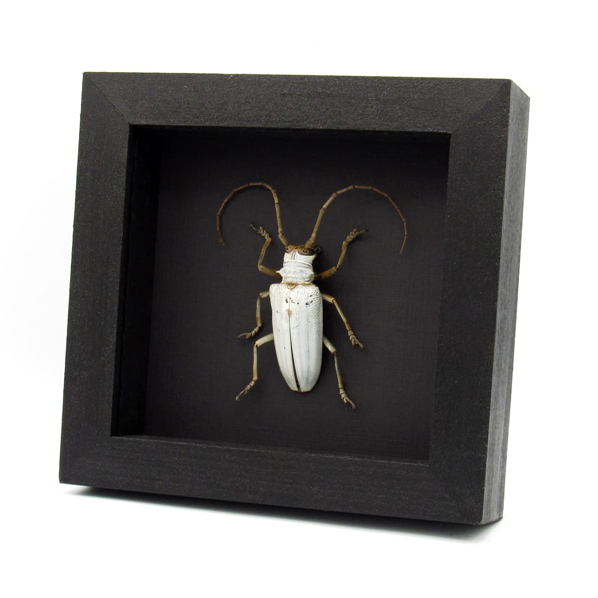 Rare giant white Longhorn beetle framed taxidermy - Rosenbergia lactiflua