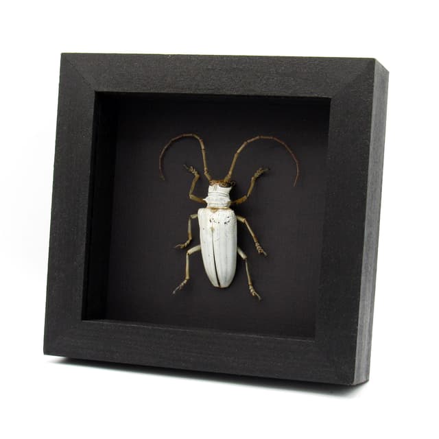 Rare giant white Longhorn beetle framed taxidermy - Rosenbergia lactiflua