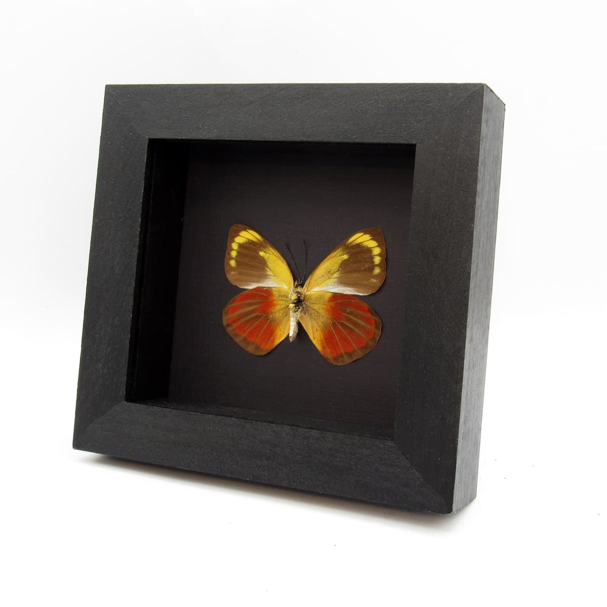 Real red Delias butterfly framed taxidermy - Delias caeneus