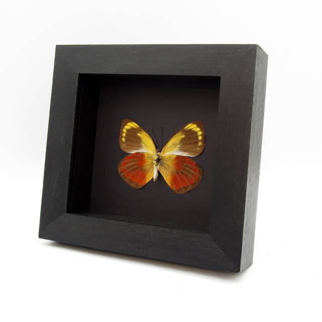 Real red Delias butterfly framed taxidermy - Delias caeneus