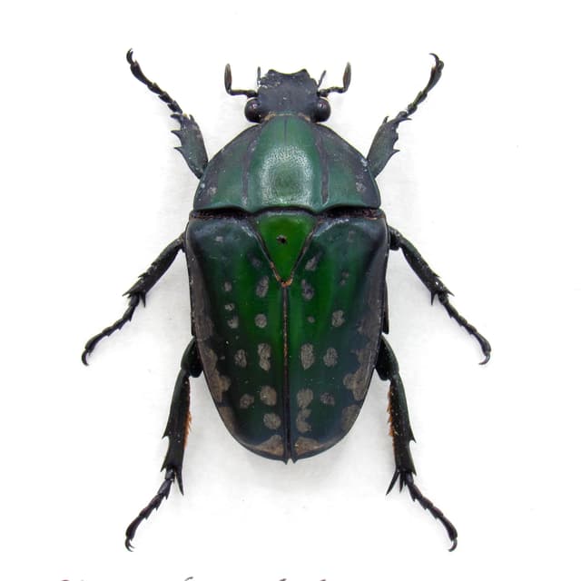 Large Scarab beetle framed taxidermy - Mecynorrhina polyphemus confluens - female