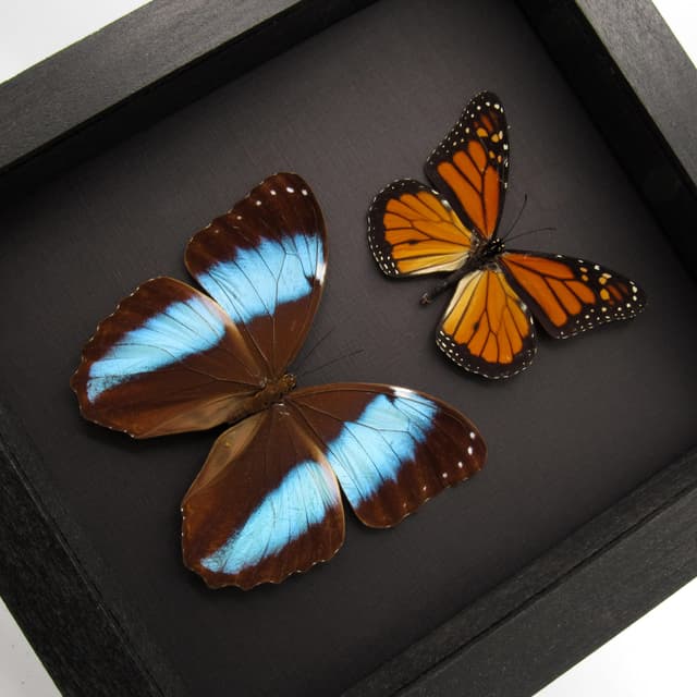 Real Blue Morpho and Monarch butterflies framed specimens - Morpho achilles + Danaus plexippus