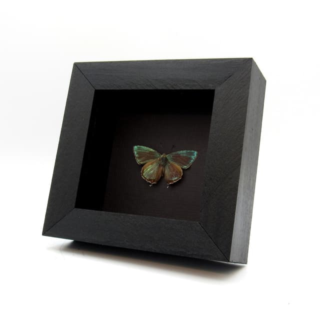 Real tiny metallic green butterfly framed taxidermy - Chrysozephyrus mushaellus - Victorian mount