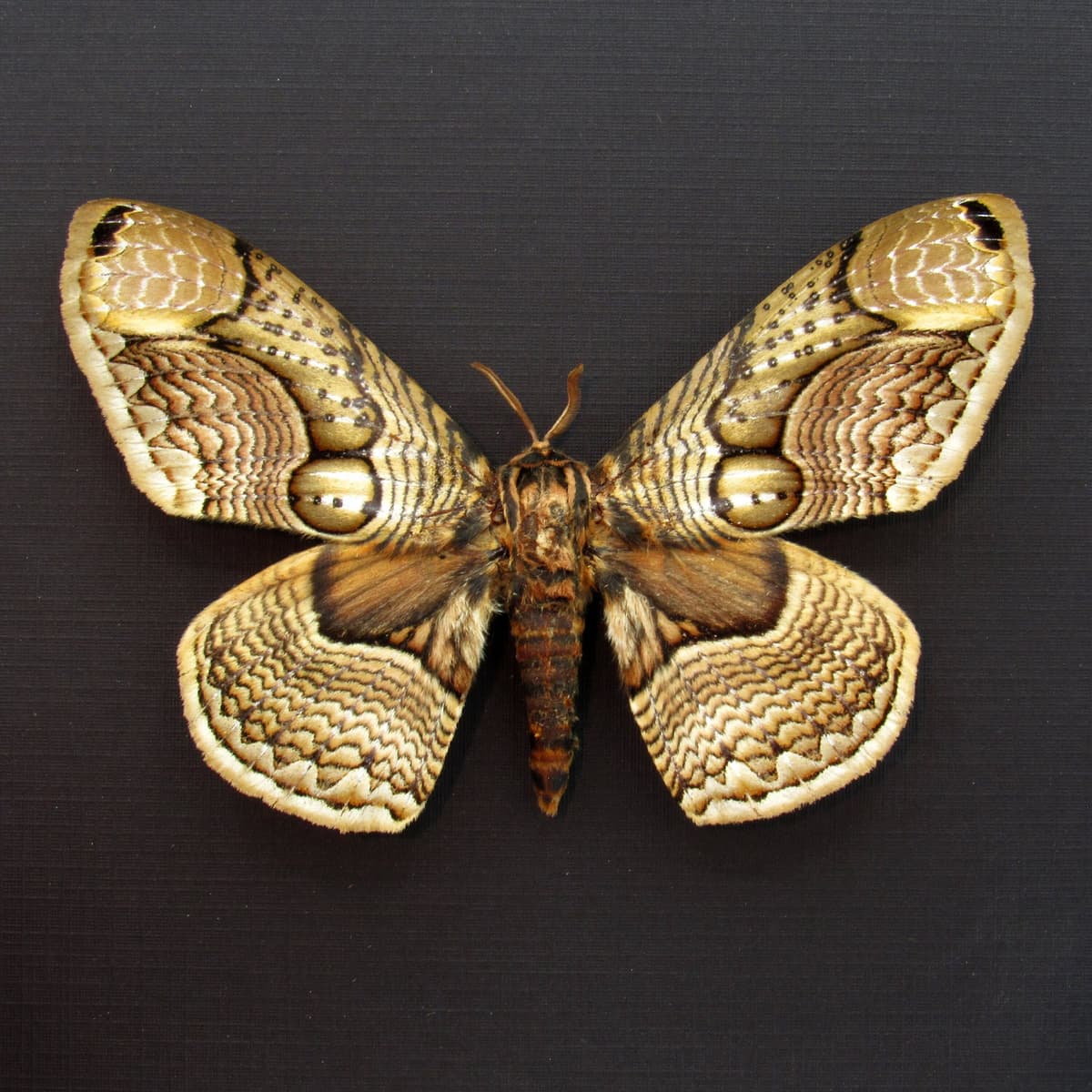 Large Brahmin moth framed taxidermy - Brahmaea wallichii