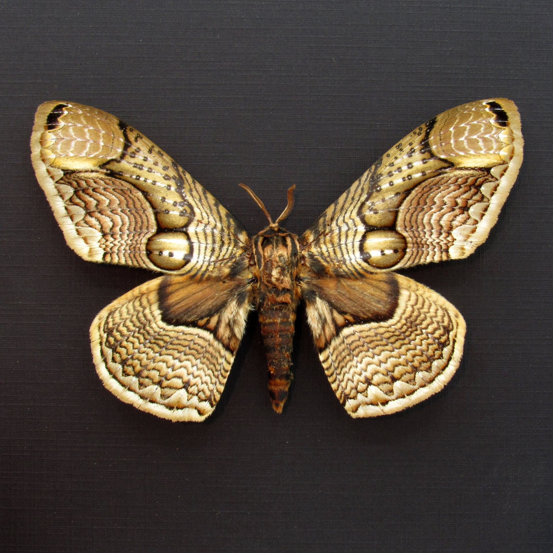 Large Brahmin moth framed taxidermy - Brahmaea wallichii