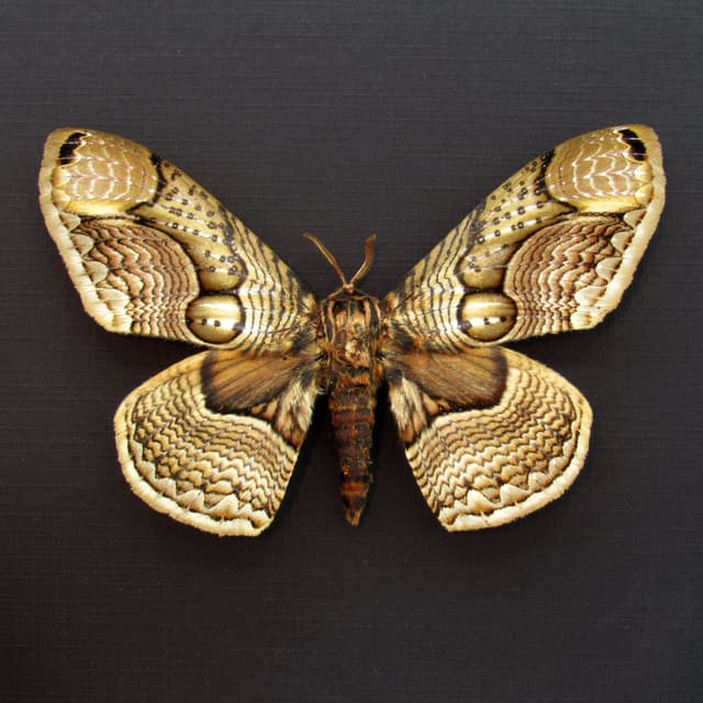 Large Brahmin moth framed taxidermy - Brahmaea wallichii