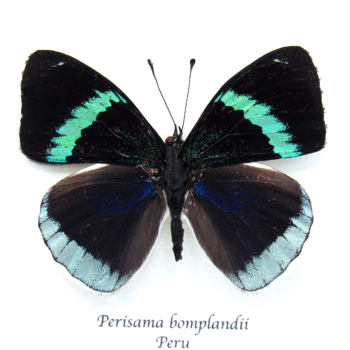Real framed green butterfly taxidermy - Perisama bomplandii