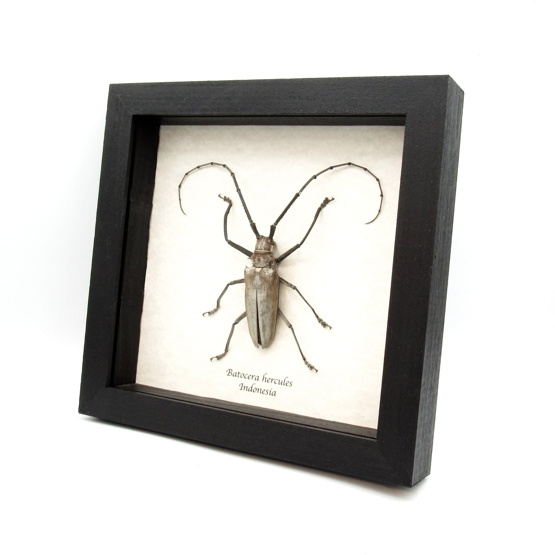 Rare XL Long Horn beetle framed taxidermy - Batocera hercules