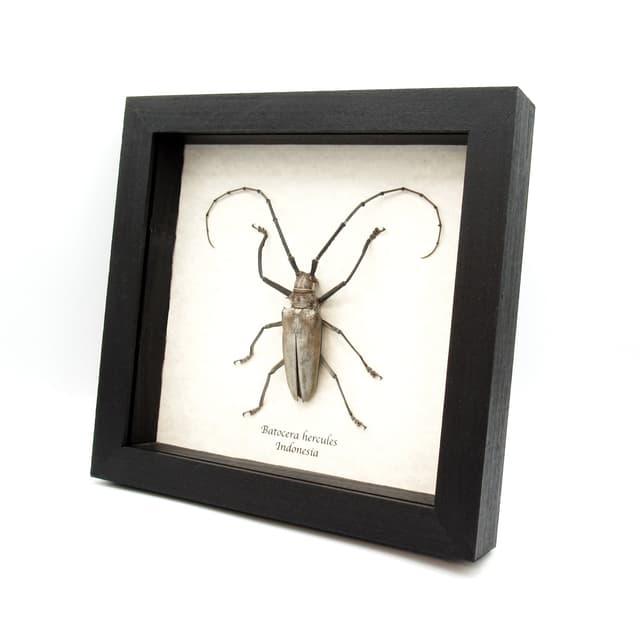 Rare XL Long Horn beetle framed taxidermy - Batocera hercules