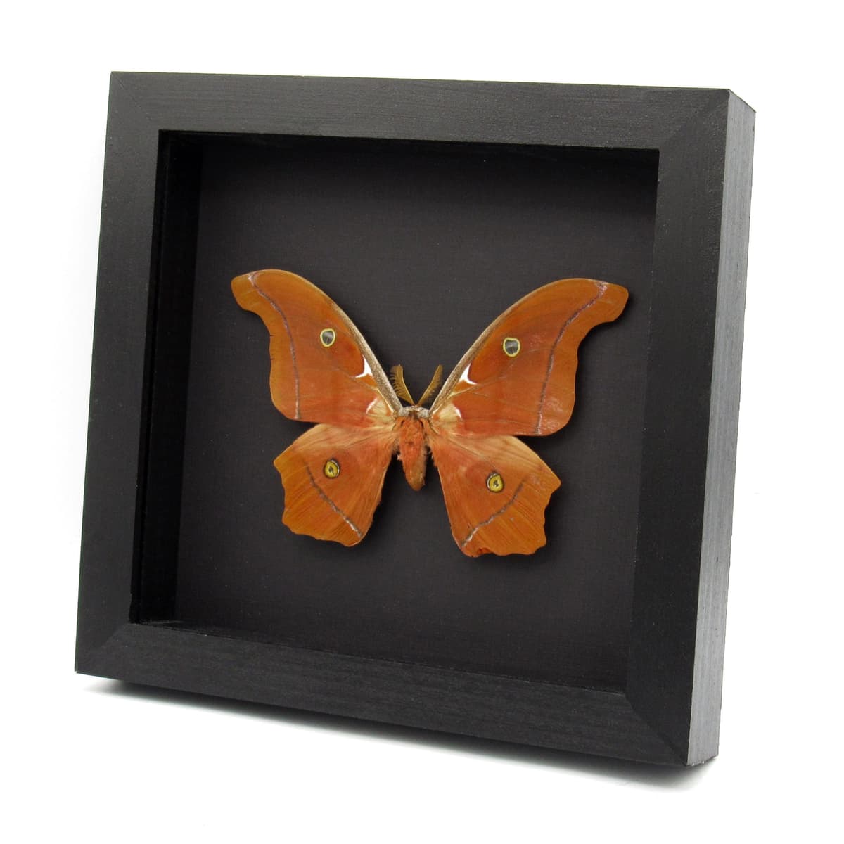 Very rare Giant Godman's Silkmoth framed taxidermy - Antheraea godmani - minor damage/repair