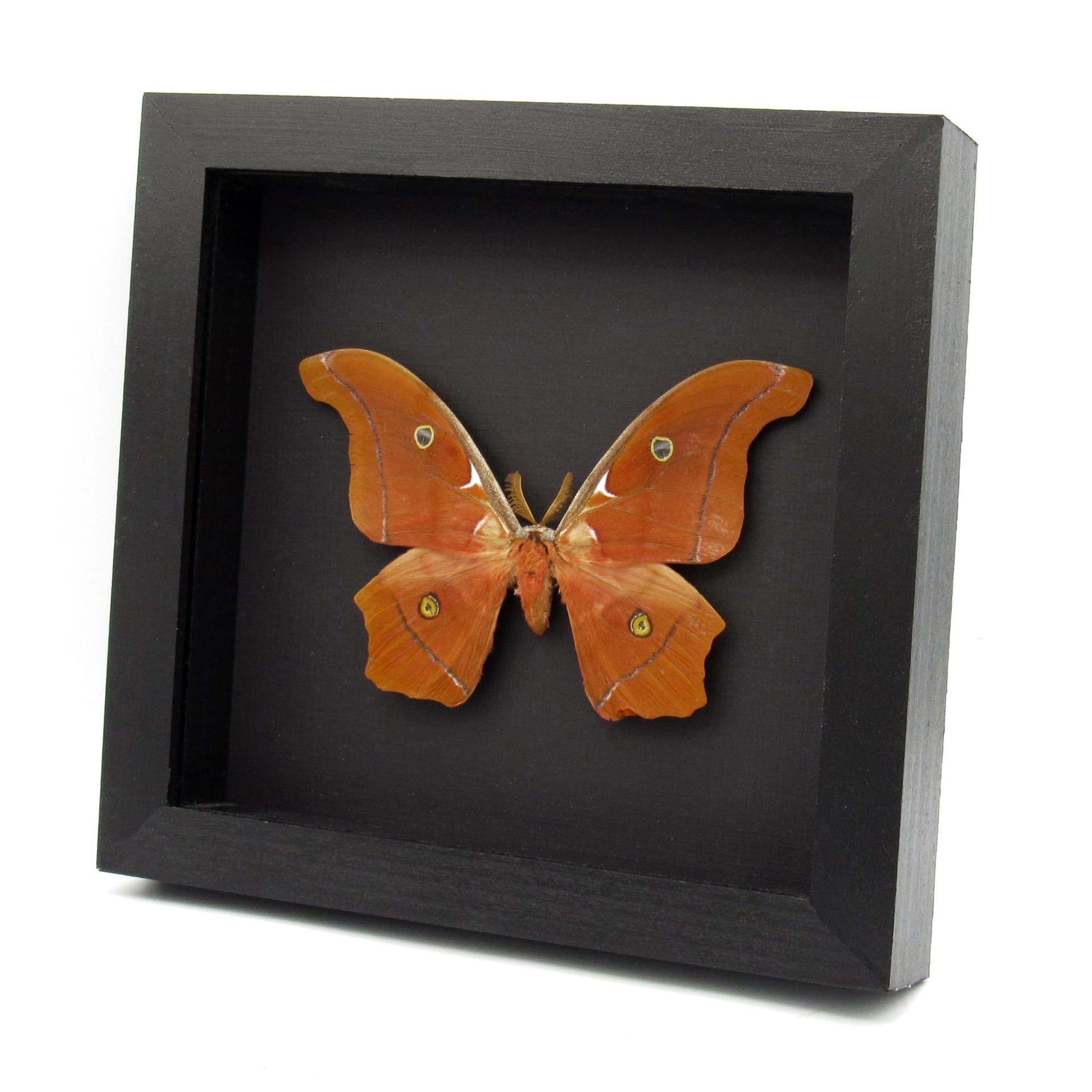 Very rare Giant Godman's Silkmoth framed taxidermy - Antheraea godmani - minor damage/repair