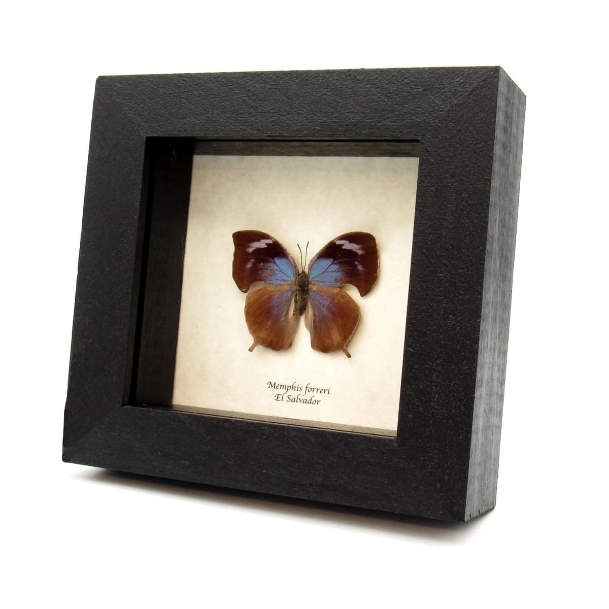 Rare blue Leafwing butterfly framed - Memphis forreri - female