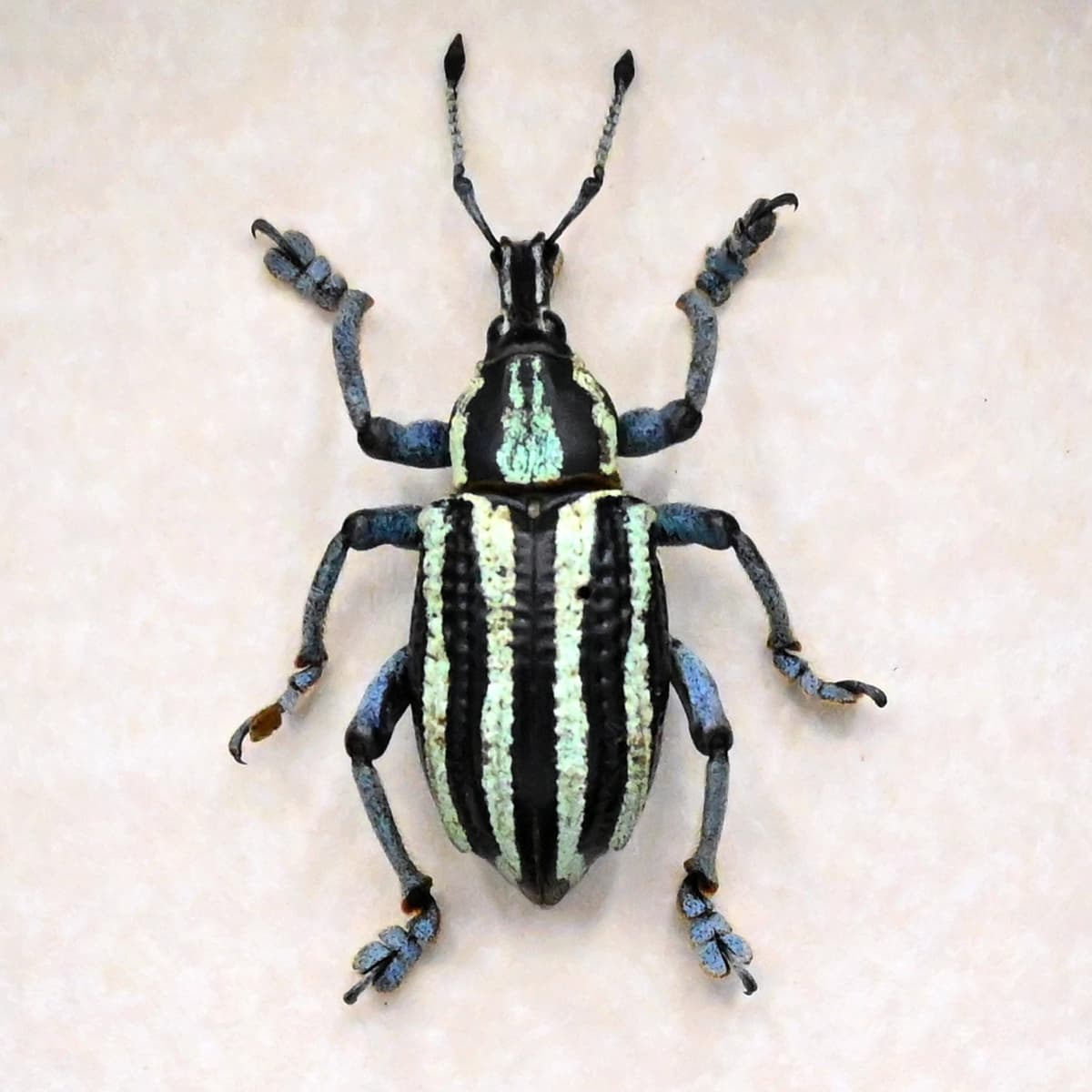 Rare Weevil beetle framed taxidermy - Eupholus waigeuensis