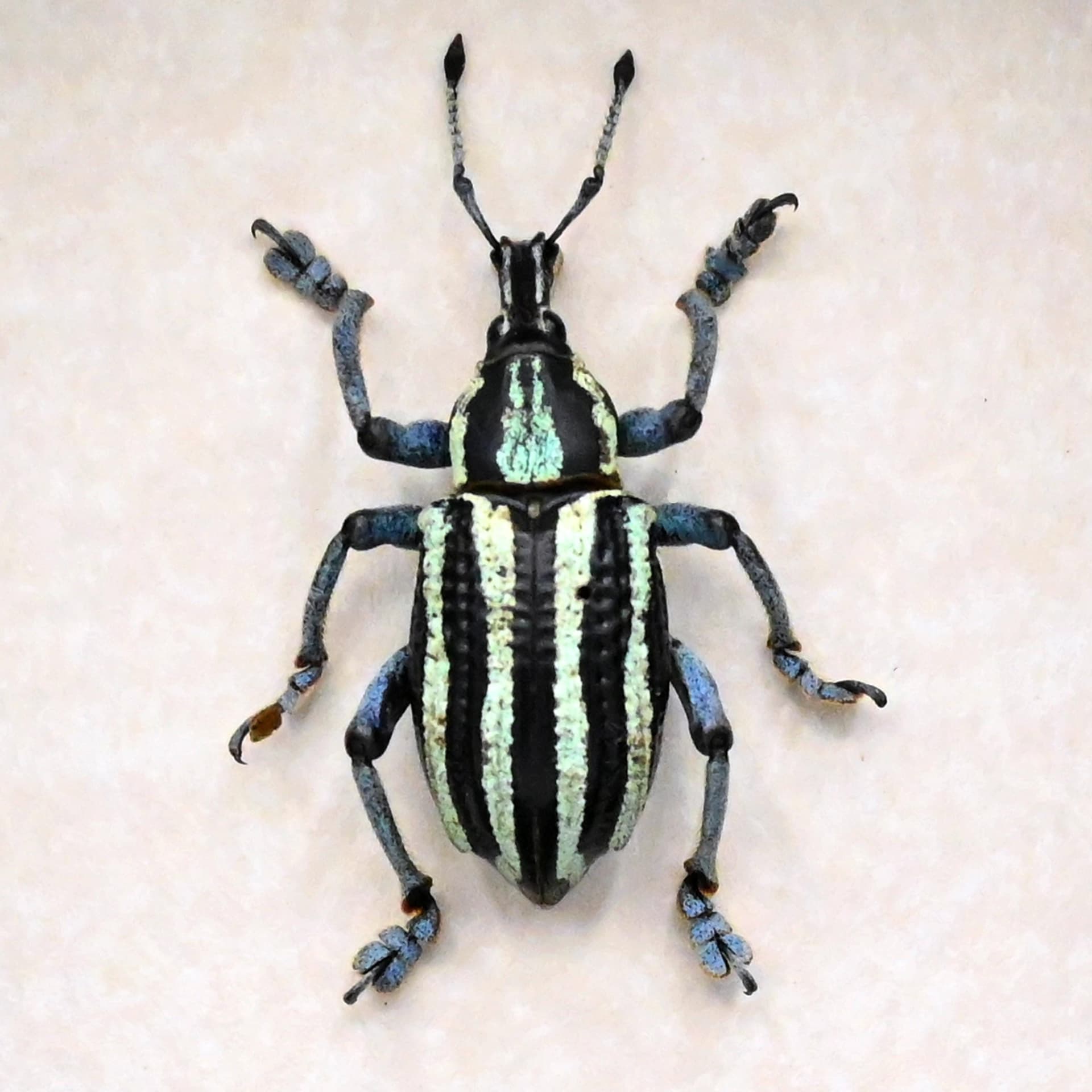 Rare Weevil beetle framed taxidermy - Eupholus waigeuensis