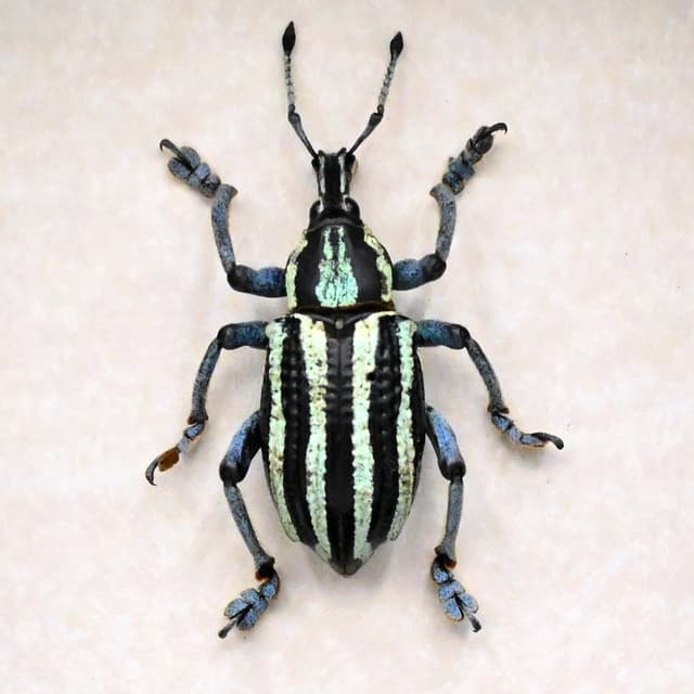 Rare Weevil beetle framed taxidermy - Eupholus waigeuensis