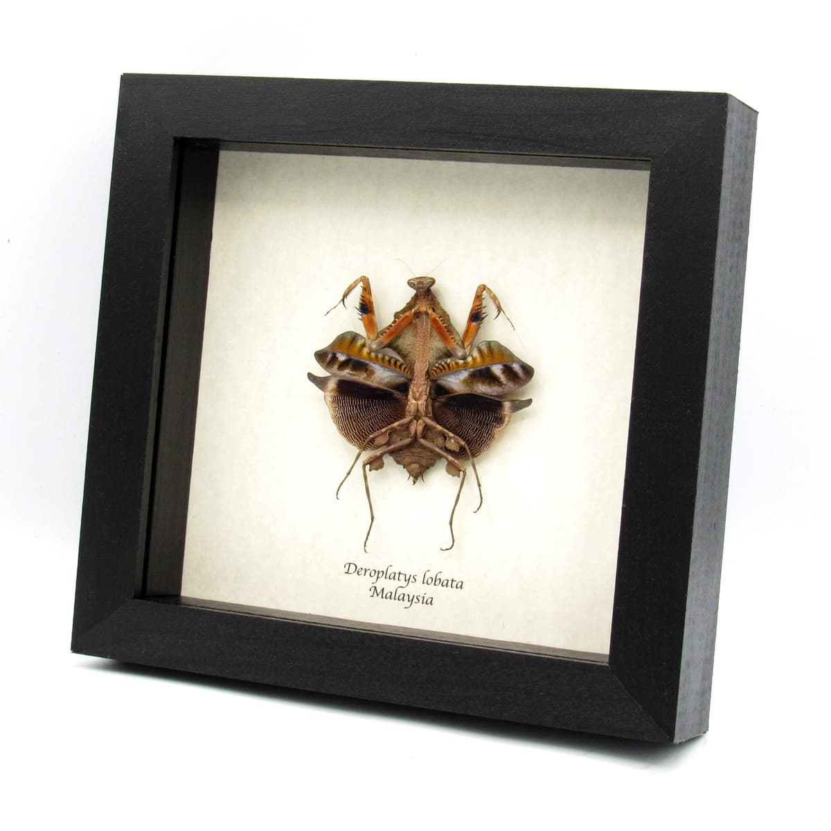 Real framed taxidermy Dead Leaf praying mantis - Deroplatys lobata - dark form
