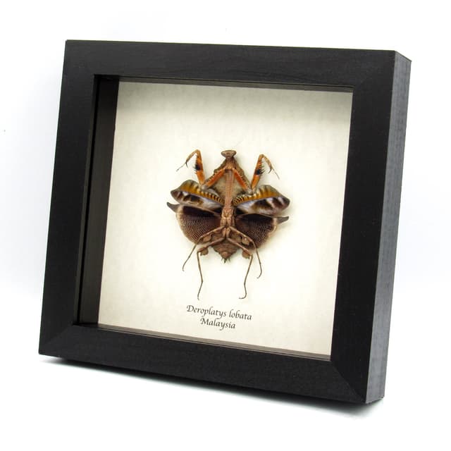 Real framed taxidermy Dead Leaf praying mantis - Deroplatys lobata - dark form