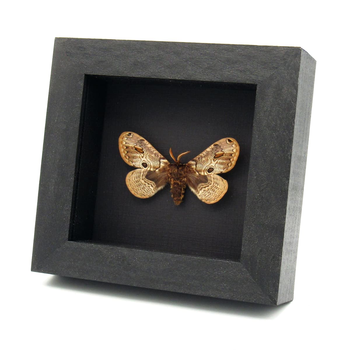 Real European Owl moth framed taxidermy - Brahmaea europaea