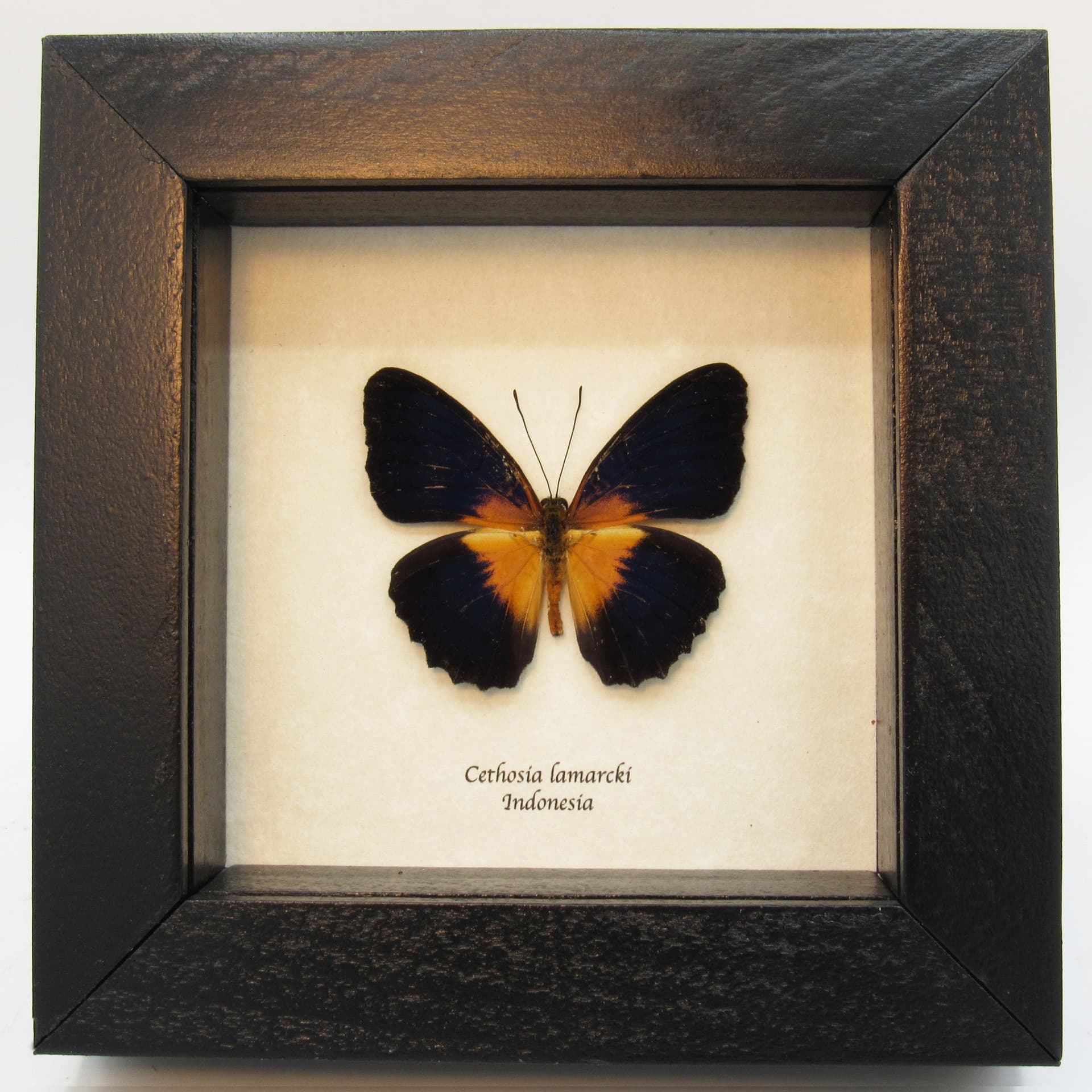 Real dark blue butterfly framed taxidermy - Cethosia lamarcki
