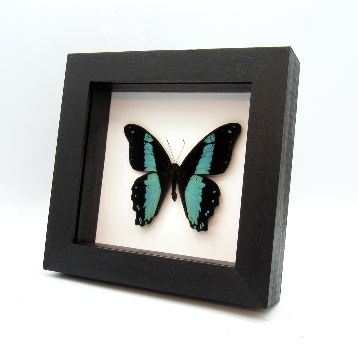 Real metallic butterfly framed taxidermy - Papilio bromius